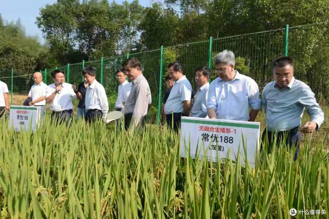 我国杂交水稻技术升级,“一系法”攻关获突破!一次杂交代代可用