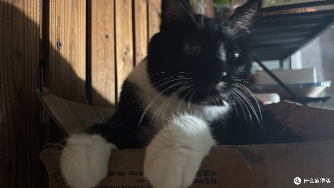 软便猫怎么选猫粮?5款猫粮的肉源单一性与耐受对比
