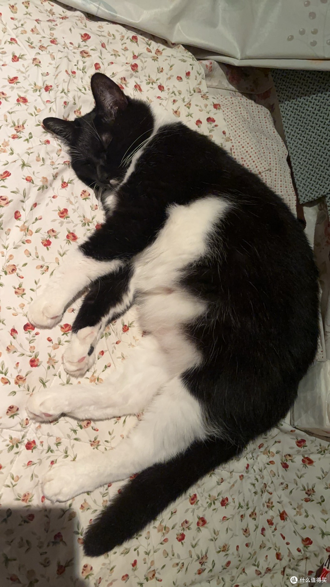 软便猫怎么选猫粮?5款猫粮的肉源单一性与耐受对比