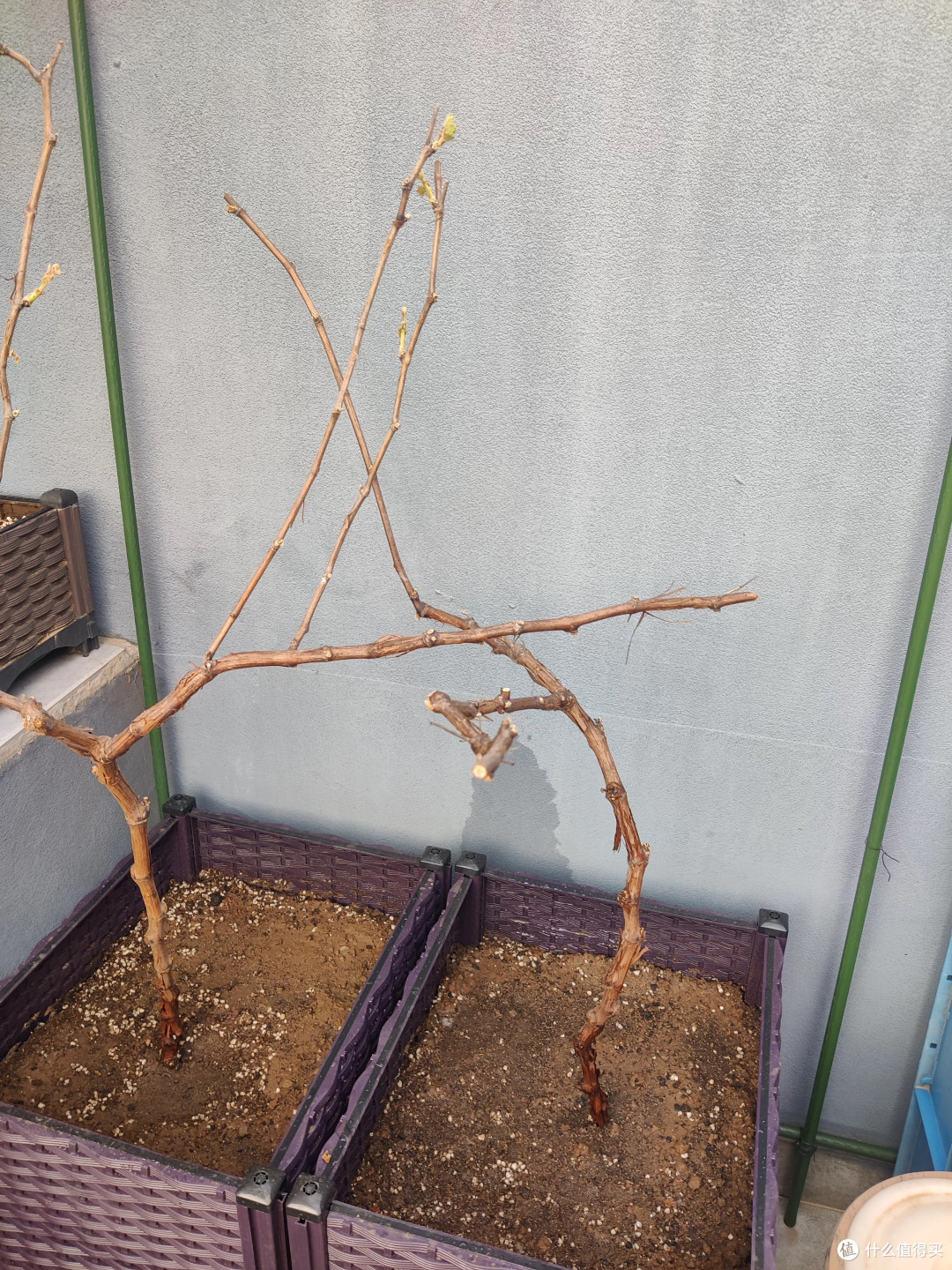 玫瑰香葡萄苗庭院种植的肥水管理逻辑
