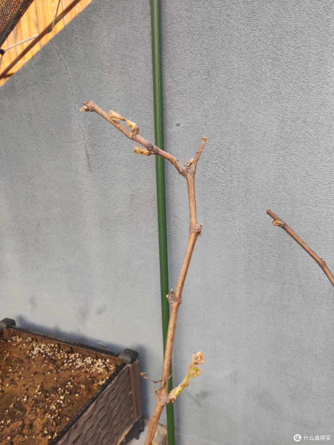 玫瑰香葡萄苗庭院种植的肥水管理逻辑