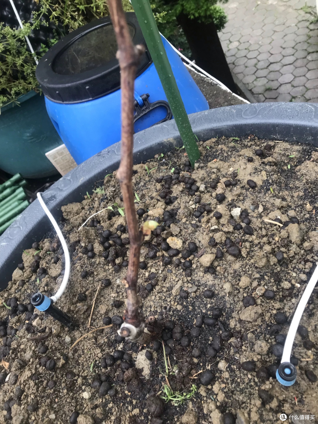 妮娜皇后葡萄苗南北种植抗寒性实测