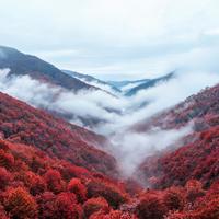 光雾山：全国唯一的水青冈红叶要开了