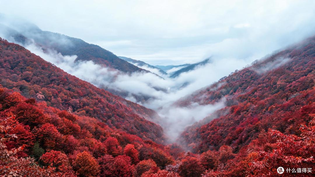 光雾山：全国唯一的水青冈红叶要开了