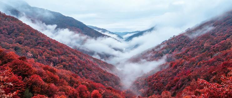 光雾山：全国唯一的水青冈红叶要开了