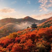 香山红叶的主角根本不是枫：黄栌红了八百年