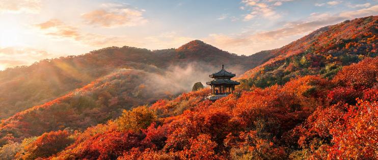 香山红叶的主角根本不是枫：黄栌红了八百年