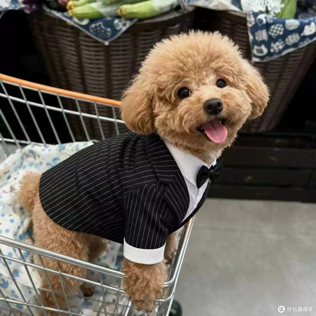 狗狗西装礼服泰迪比熊猫咪西服衬衫通用秋冬款