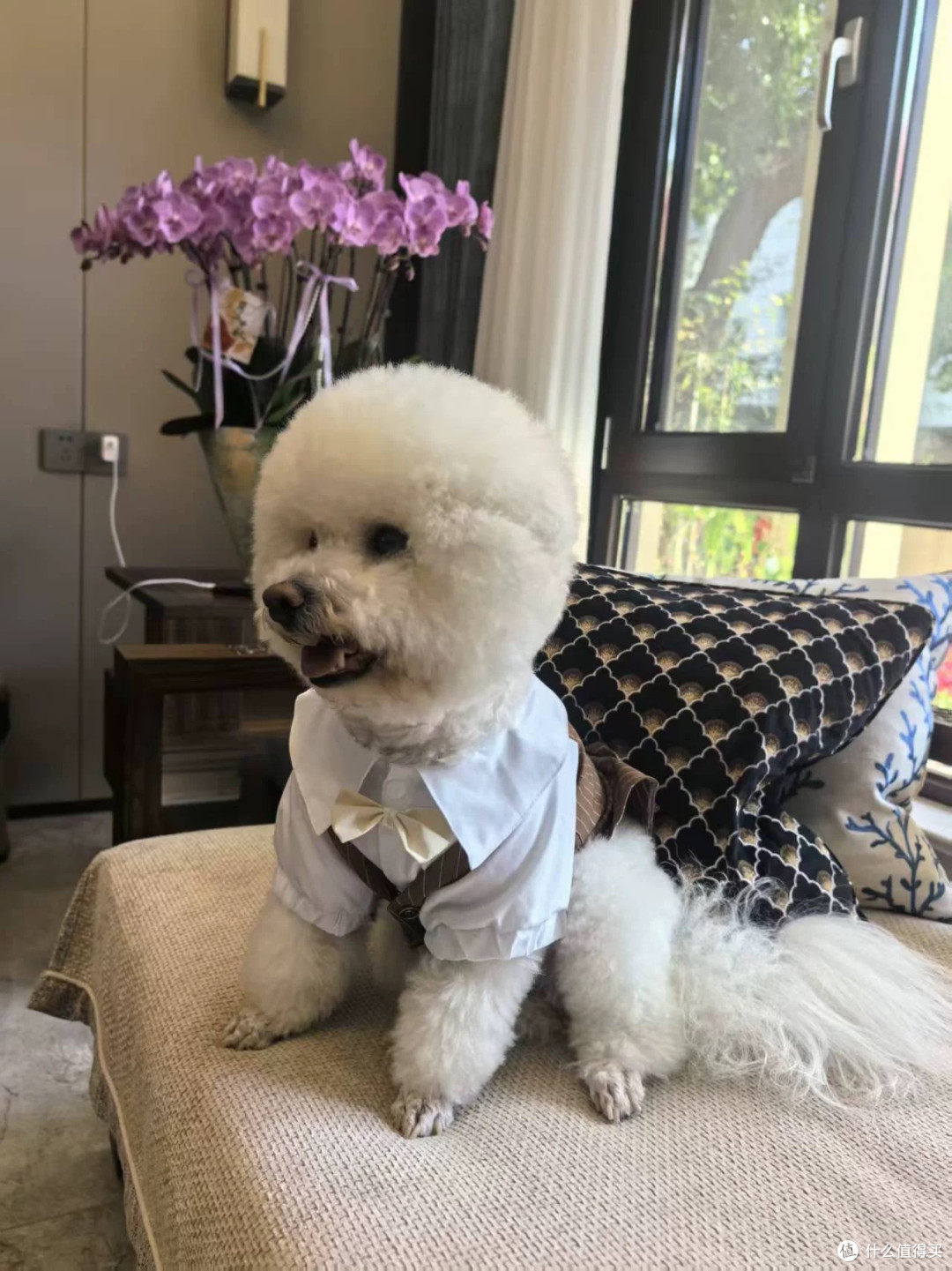狗狗猫咪春秋西装礼服 小型犬结婚衬衫马甲怎么选