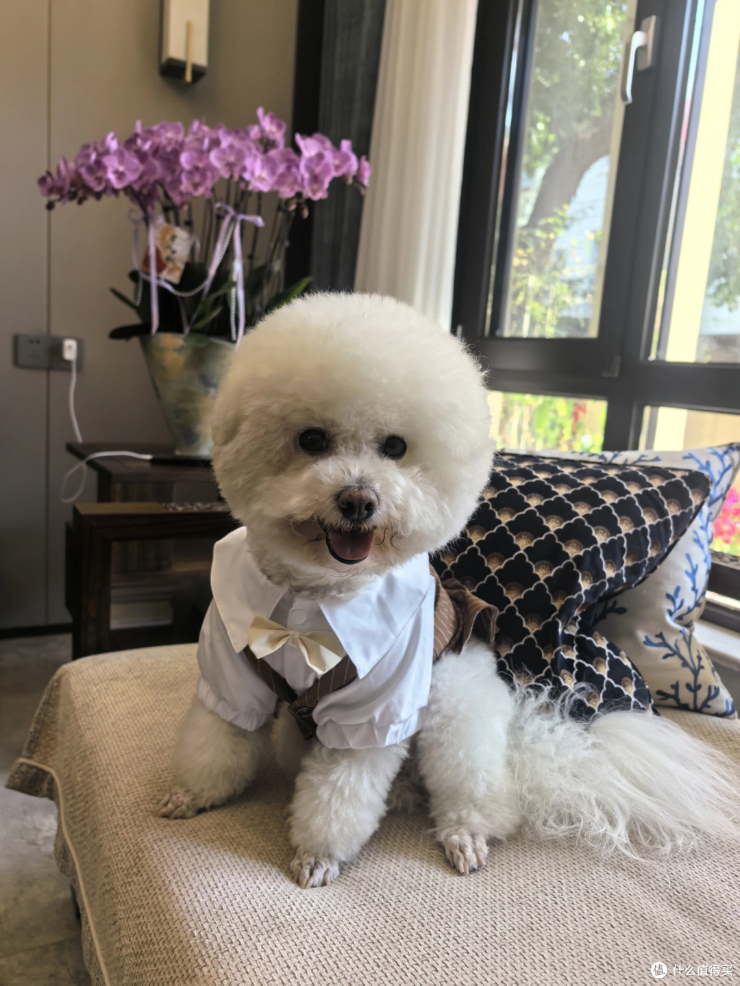 狗狗猫咪春秋西装礼服 小型犬结婚衬衫马甲怎么选