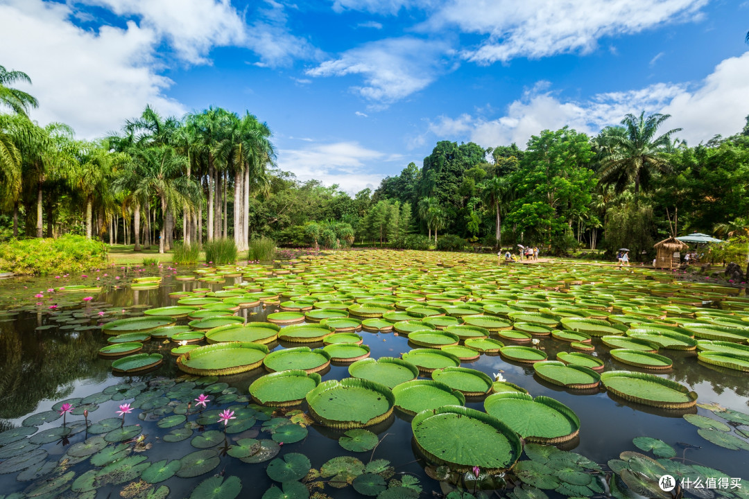 逛遍西双版纳热带植物园，这5条建议不会过期