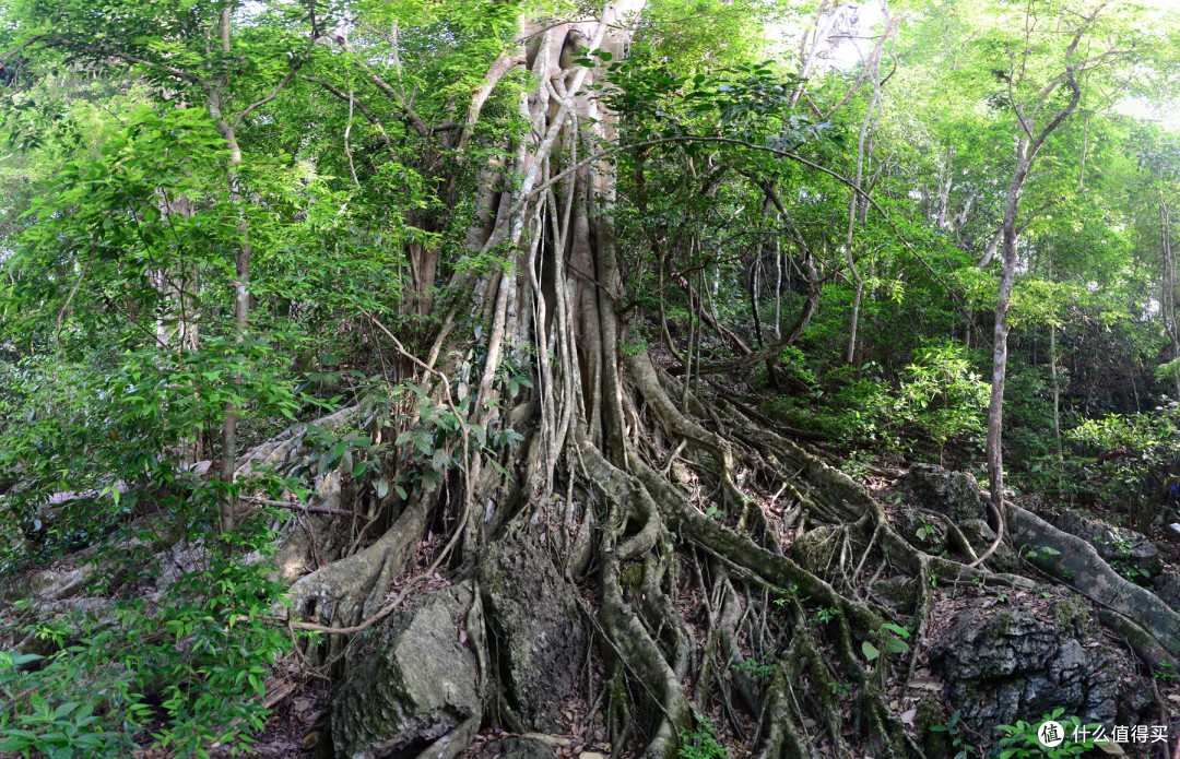 逛遍西双版纳热带植物园，这5条建议不会过期