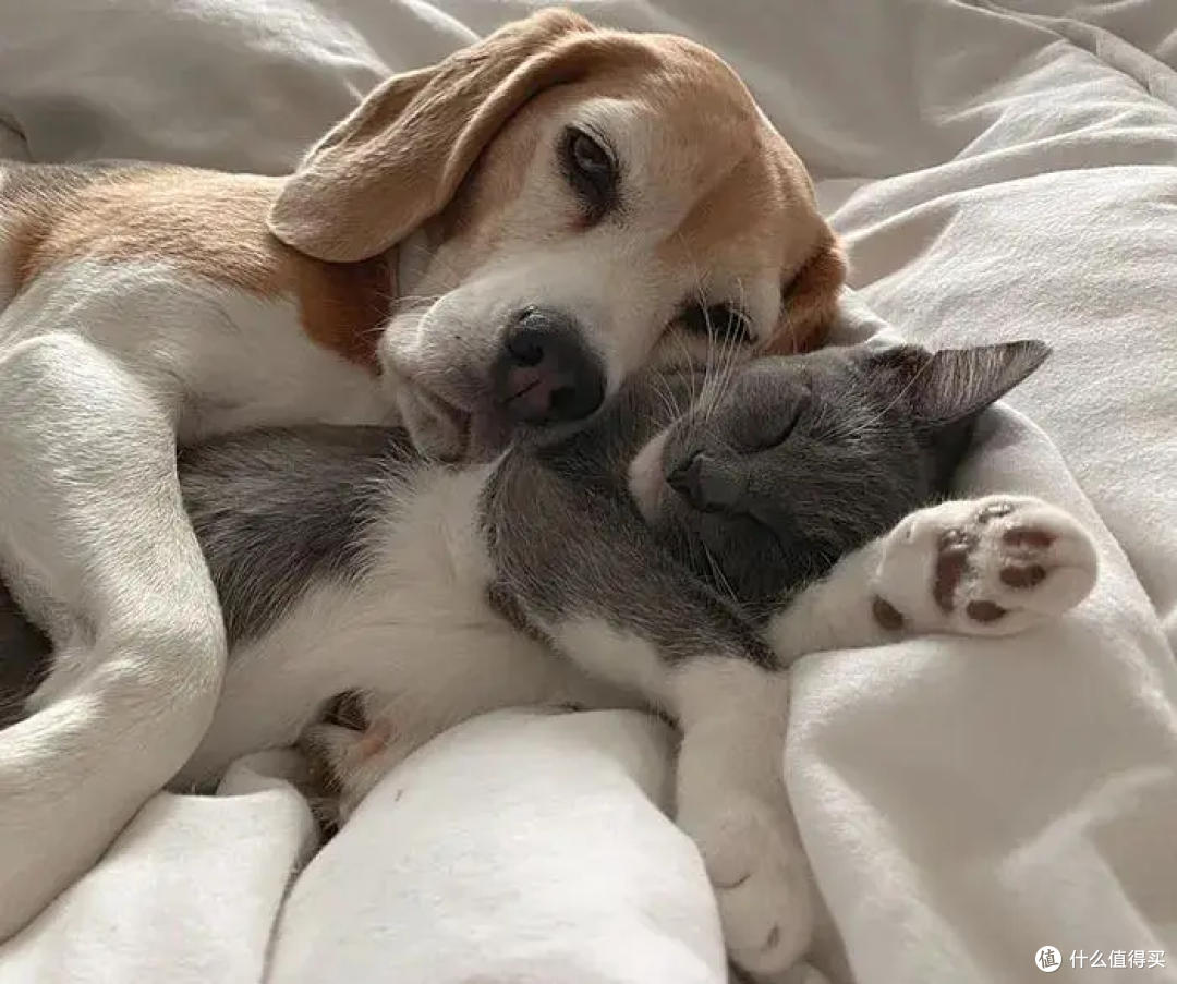 猫狗肿瘤治疗期、术后恢复期营养品怎么选?口碑品牌推荐榜