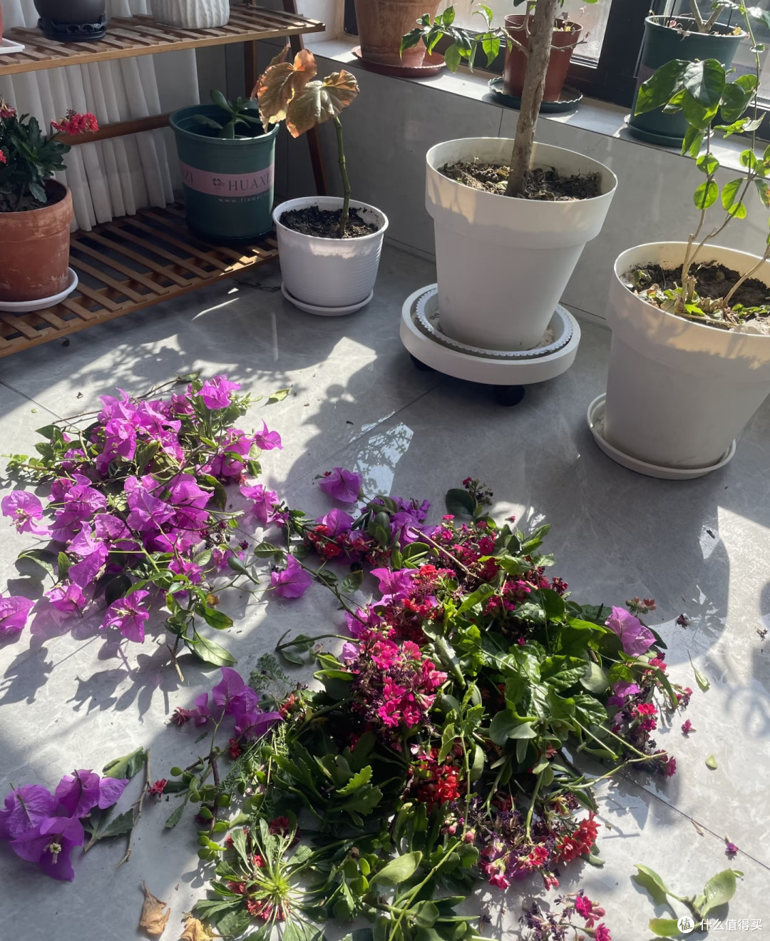 10月底前,赶紧给这8种花“剪枝叶”,剪得越狠,来年长势越旺!