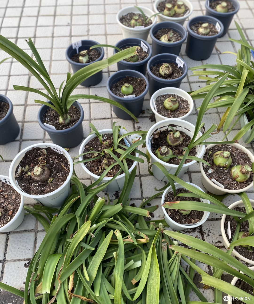 10月底前,赶紧给这8种花“剪枝叶”,剪得越狠,来年长势越旺!