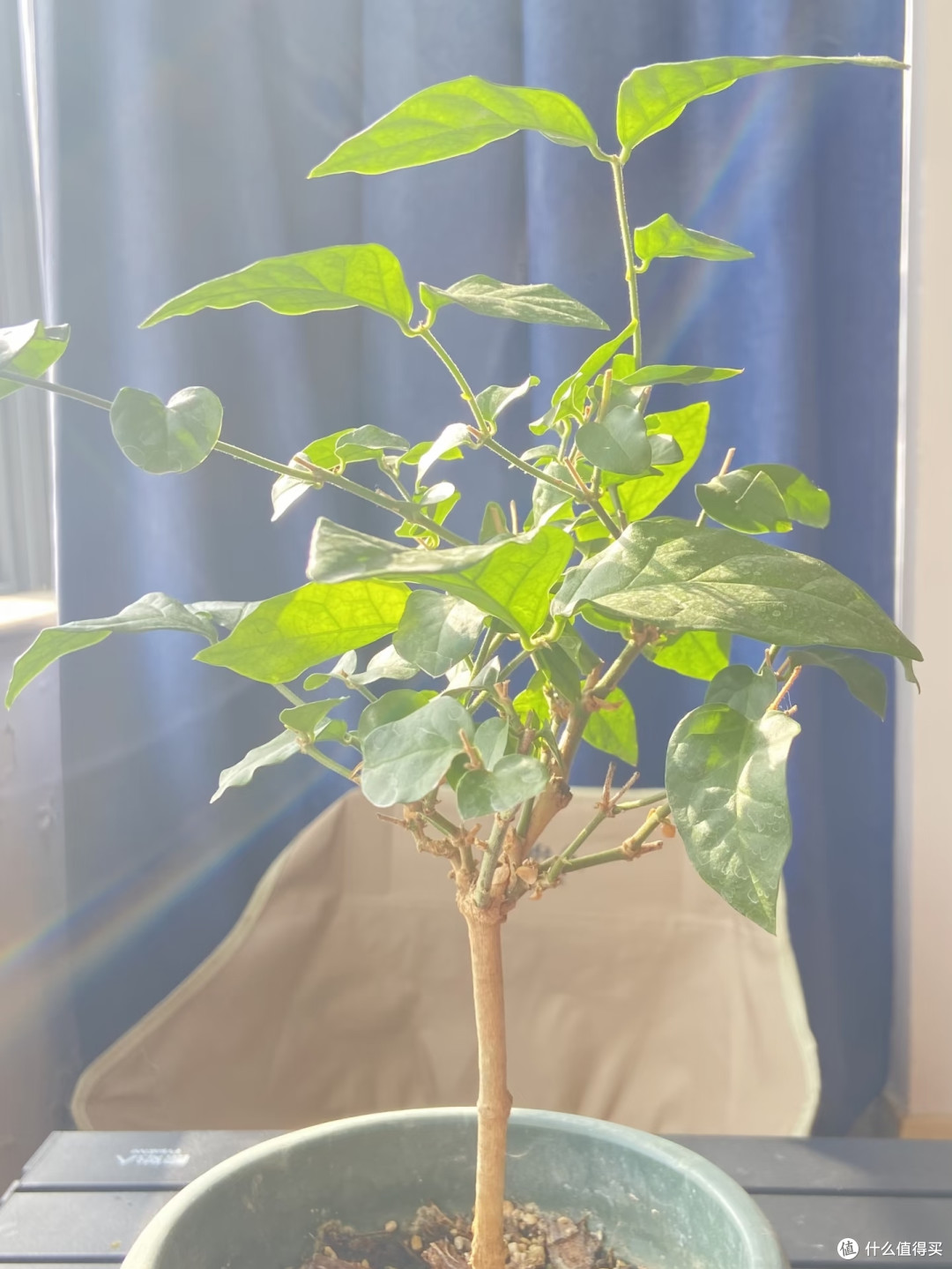 10月底前,赶紧给这8种花“剪枝叶”,剪得越狠,来年长势越旺!