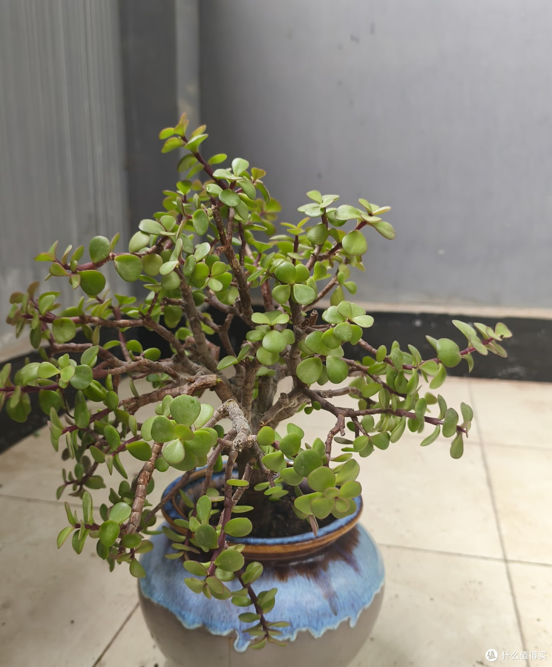10月底前,赶紧给这8种花“剪枝叶”,剪得越狠,来年长势越旺!