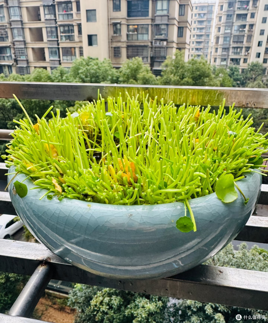 10月底前,赶紧给这8种花“剪枝叶”,剪得越狠,来年长势越旺!
