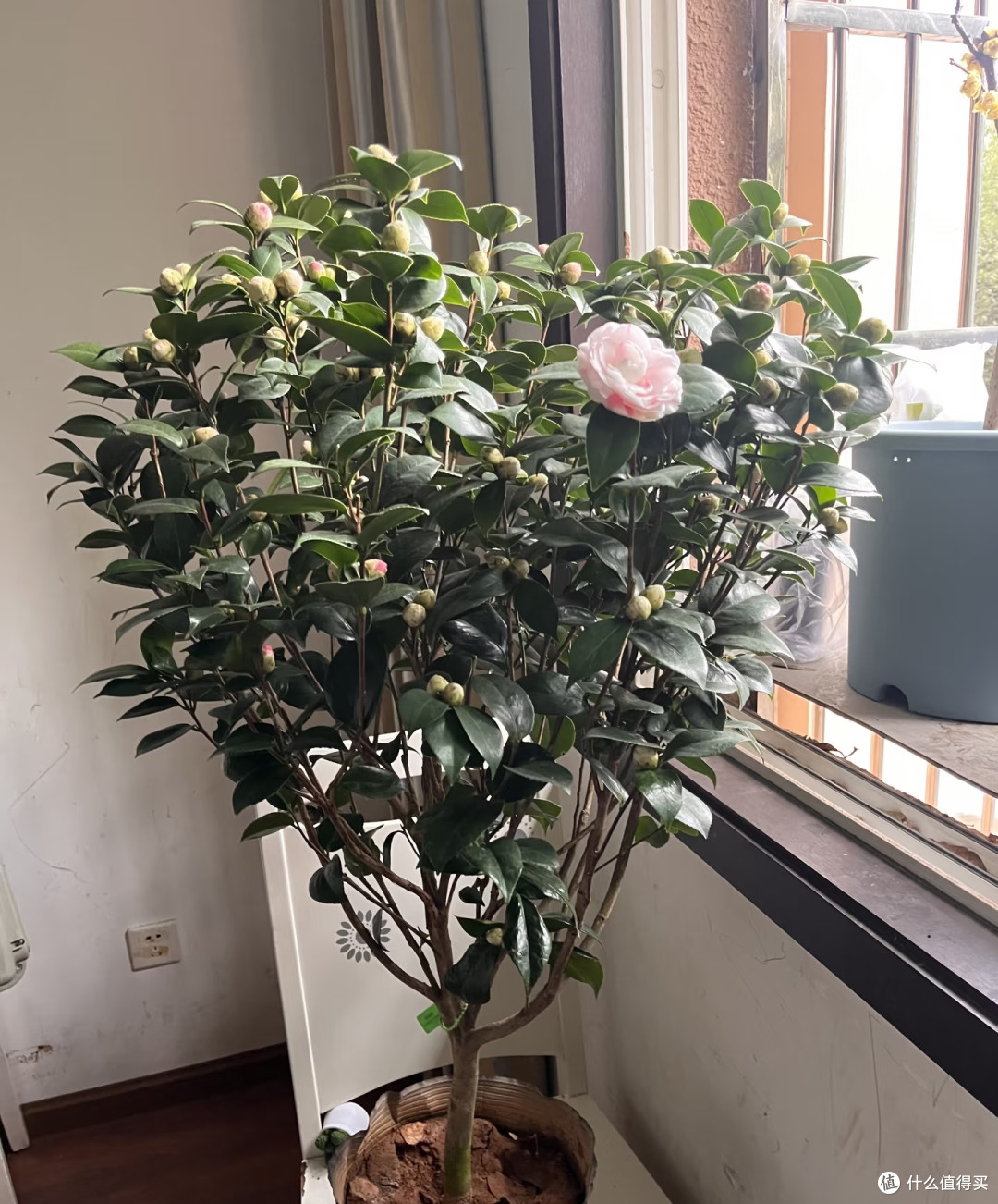 10月底前,赶紧给这8种花“剪枝叶”,剪得越狠,来年长势越旺!