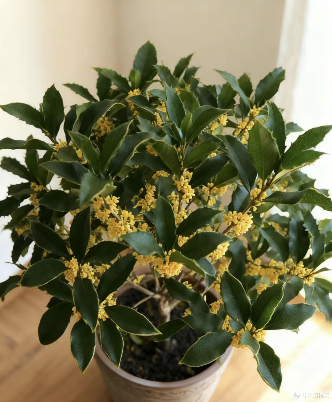 10月底前,赶紧给这8种花“剪枝叶”,剪得越狠,来年长势越旺!