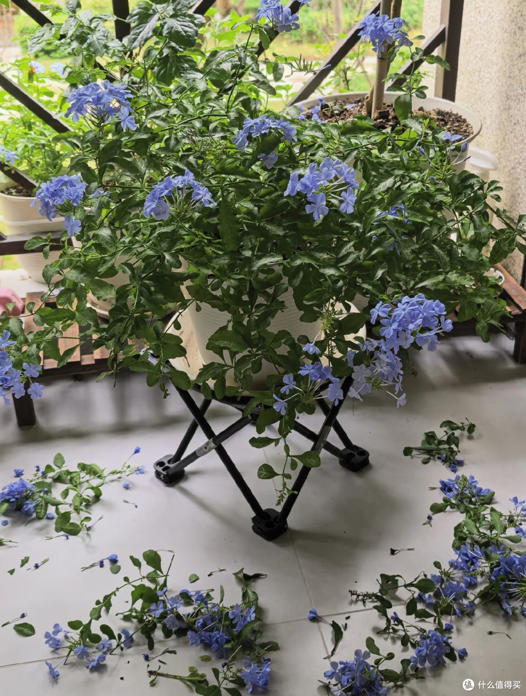 10月底前,赶紧给这8种花“剪枝叶”,剪得越狠,来年长势越旺!