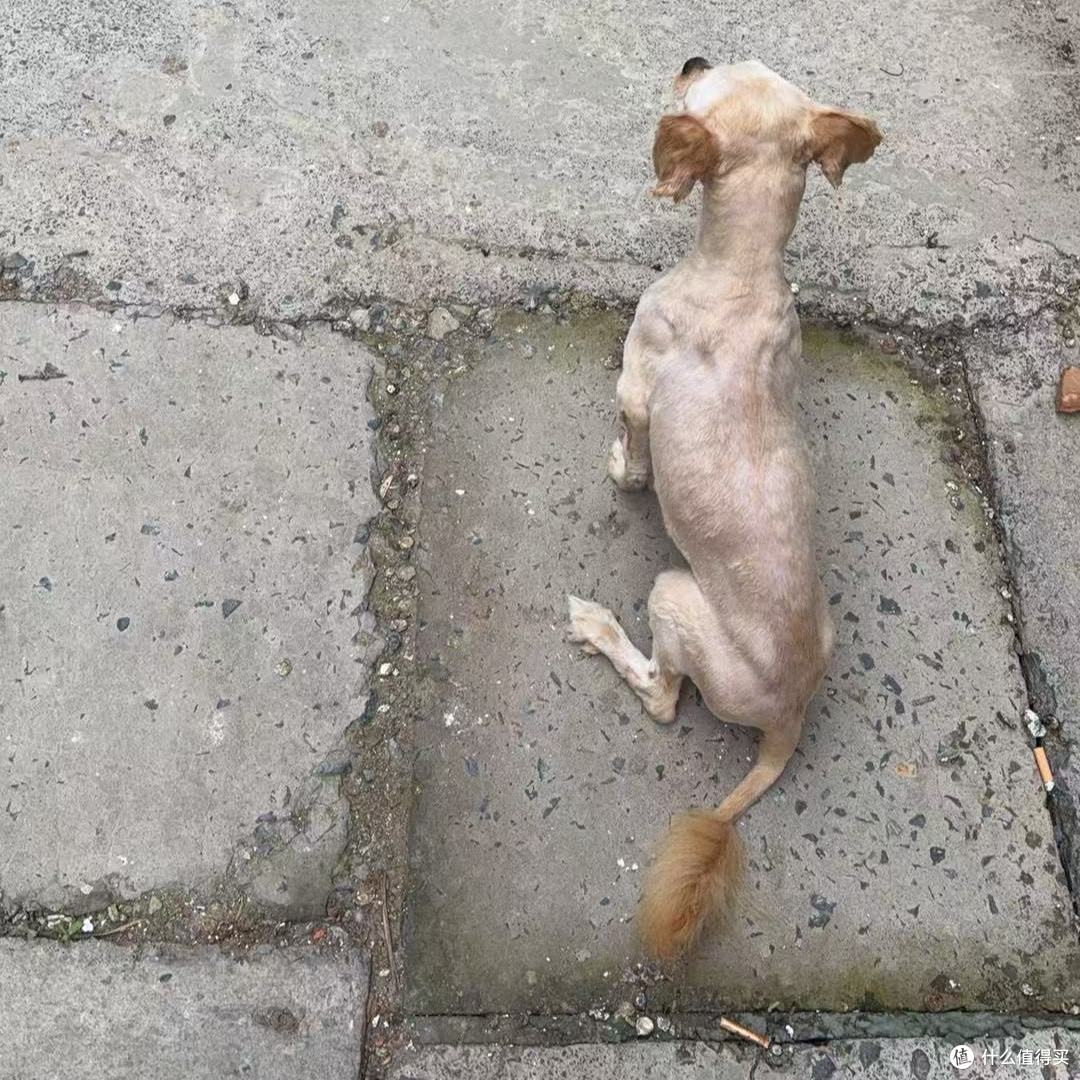 小型犬粮怎么选？5款热门产品真实喂养盘点