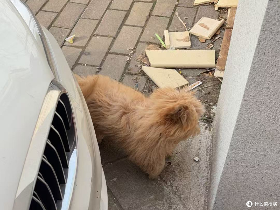小型犬粮怎么选?5款热门产品真实喂养盘点