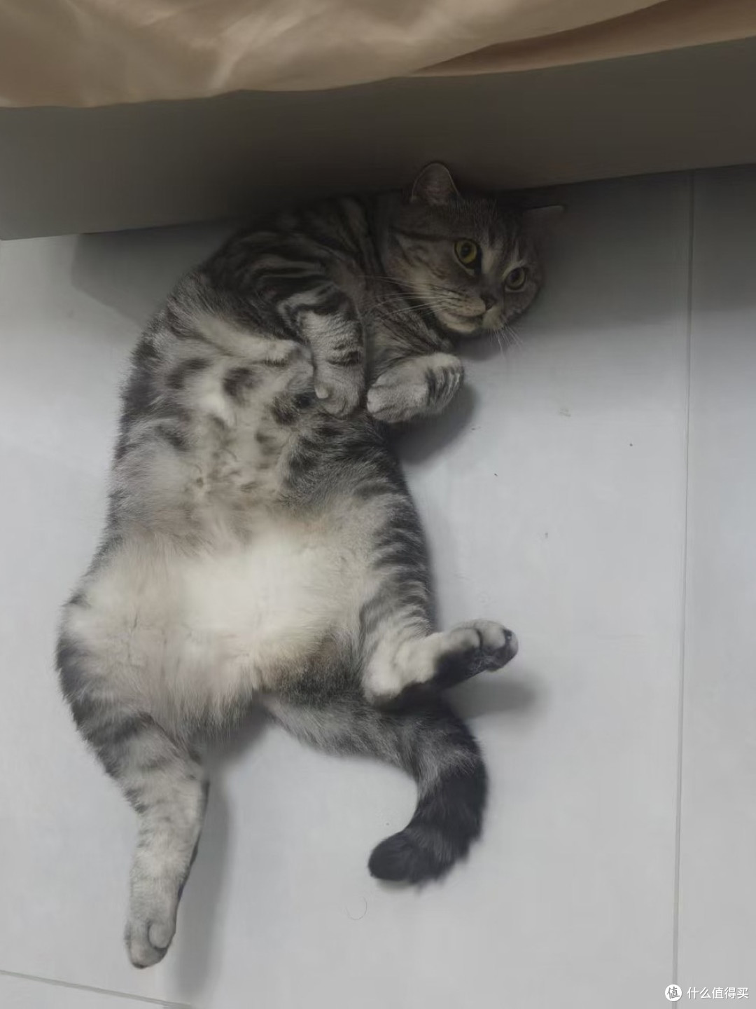 进口猫粮怎么选｜几款热门进口猫粮喂下来，差别真的不只是贵不贵