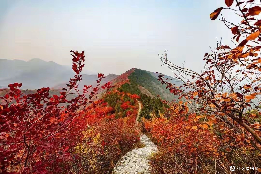 六款小粒鱼油标签对比:高纯 rTG 和吞咽便利怎么兼顾