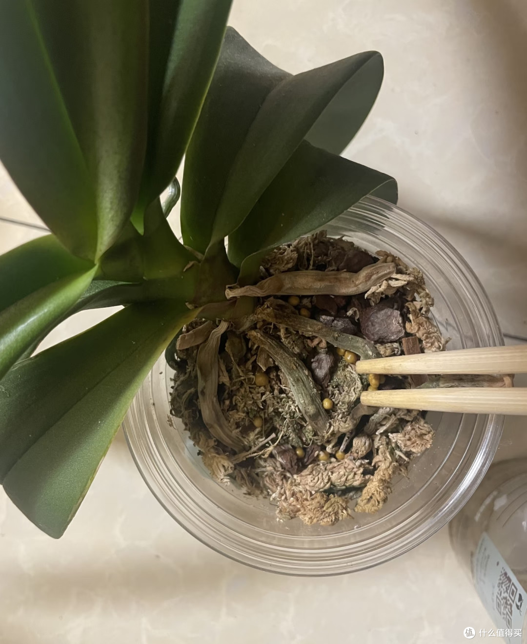 豆饼肥这样发酵使用,蝴蝶兰一茬接一茬冒花苞,省钱还不烧根