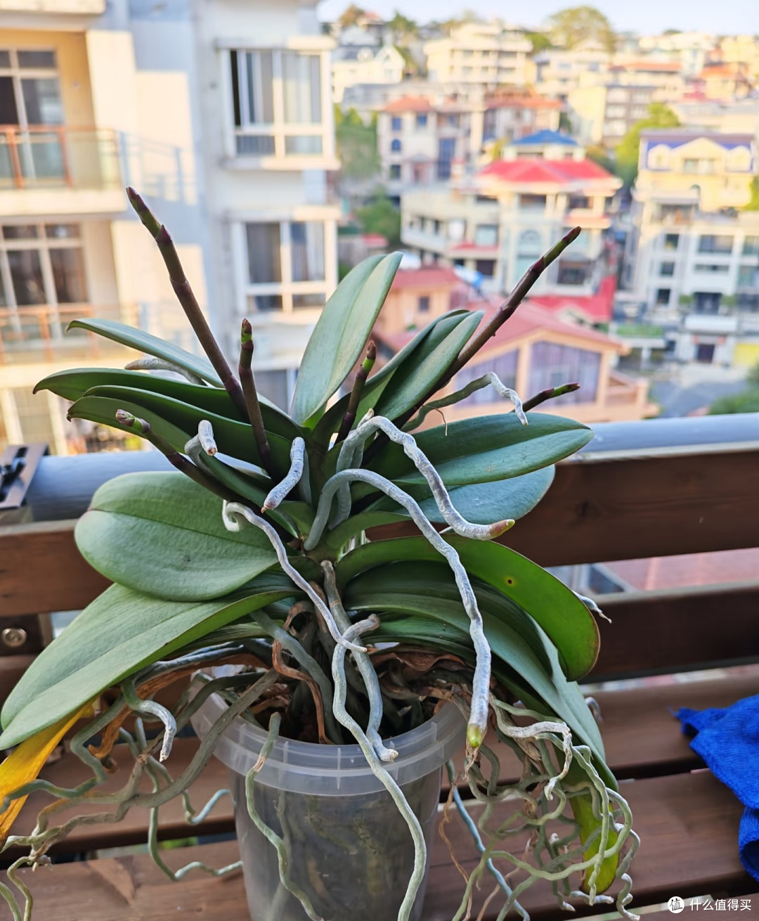 豆饼肥这样发酵使用,蝴蝶兰一茬接一茬冒花苞,省钱还不烧根