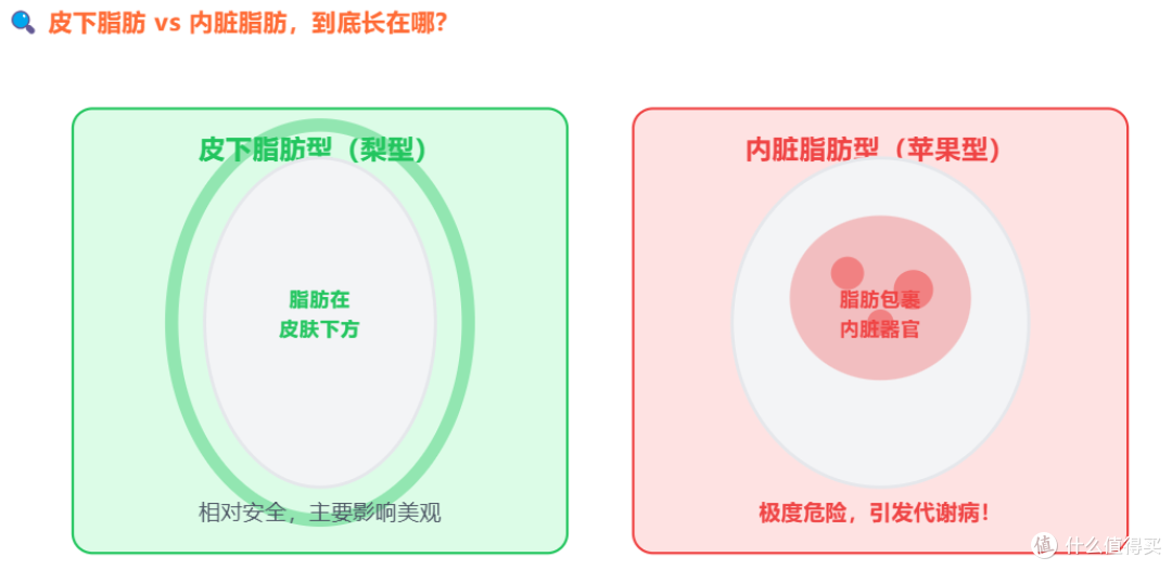 肚子大、脖子粗、睡觉打鼾?这不是发福,是内脏脂肪快爆了!