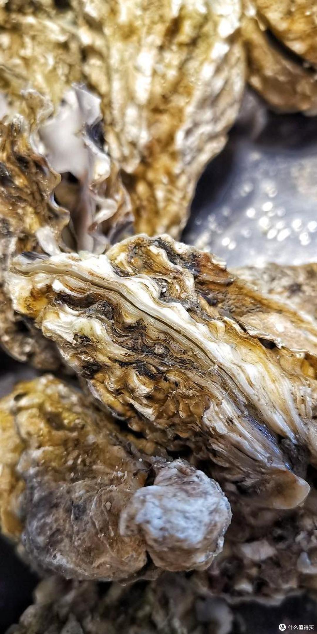 10月,吃“海鲜”首选这10样!新鲜,肥美,价不贵,错过再等一年