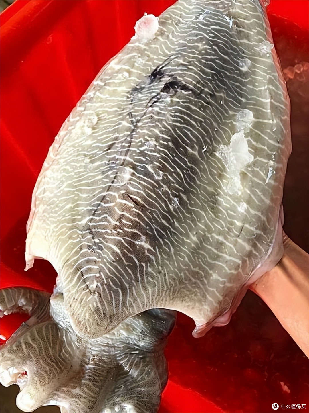10月,吃“海鲜”首选这10样!新鲜,肥美,价不贵,错过再等一年