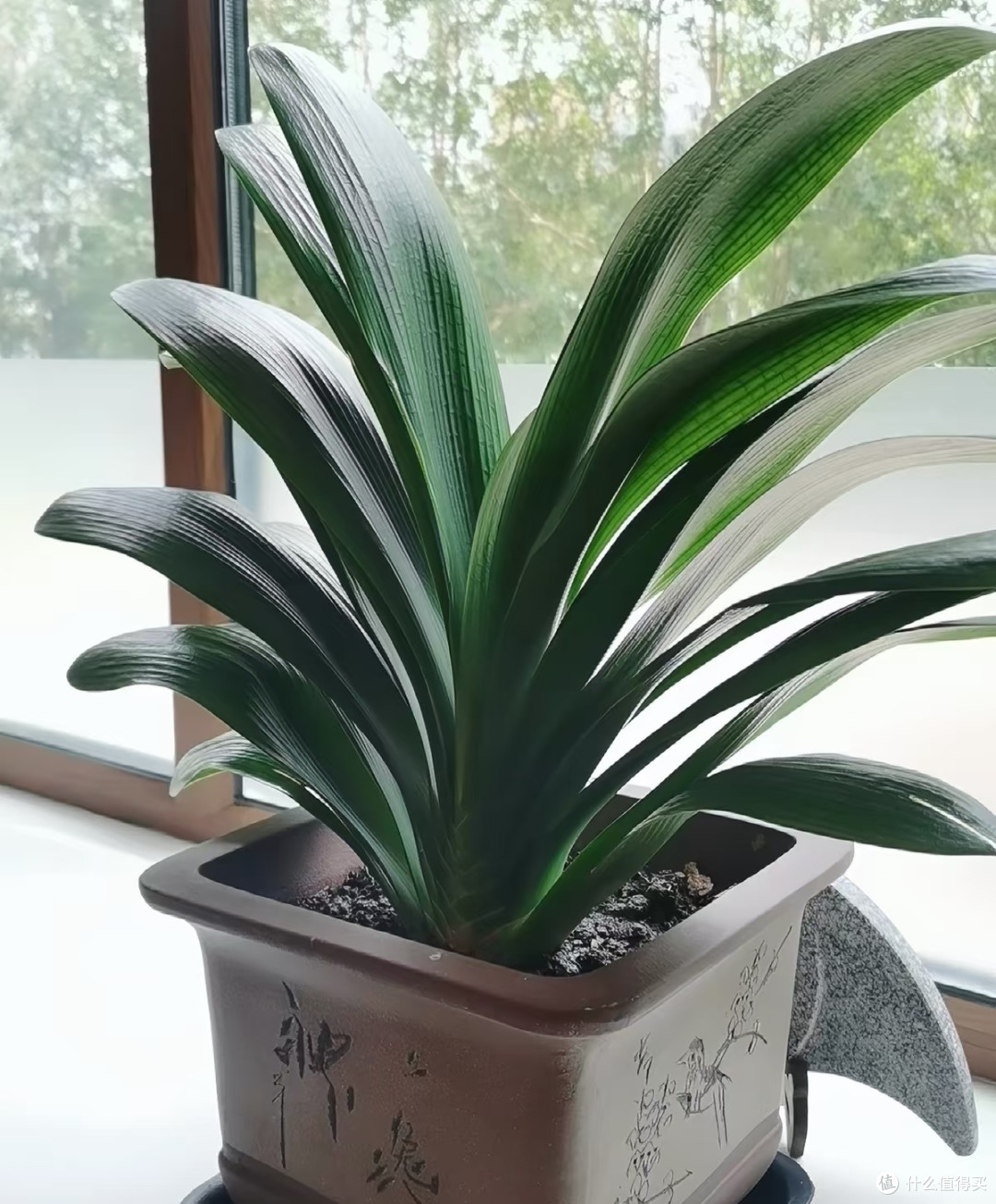 别对君子兰太好了!10月下旬后这样 "虐虐",才能开成花球