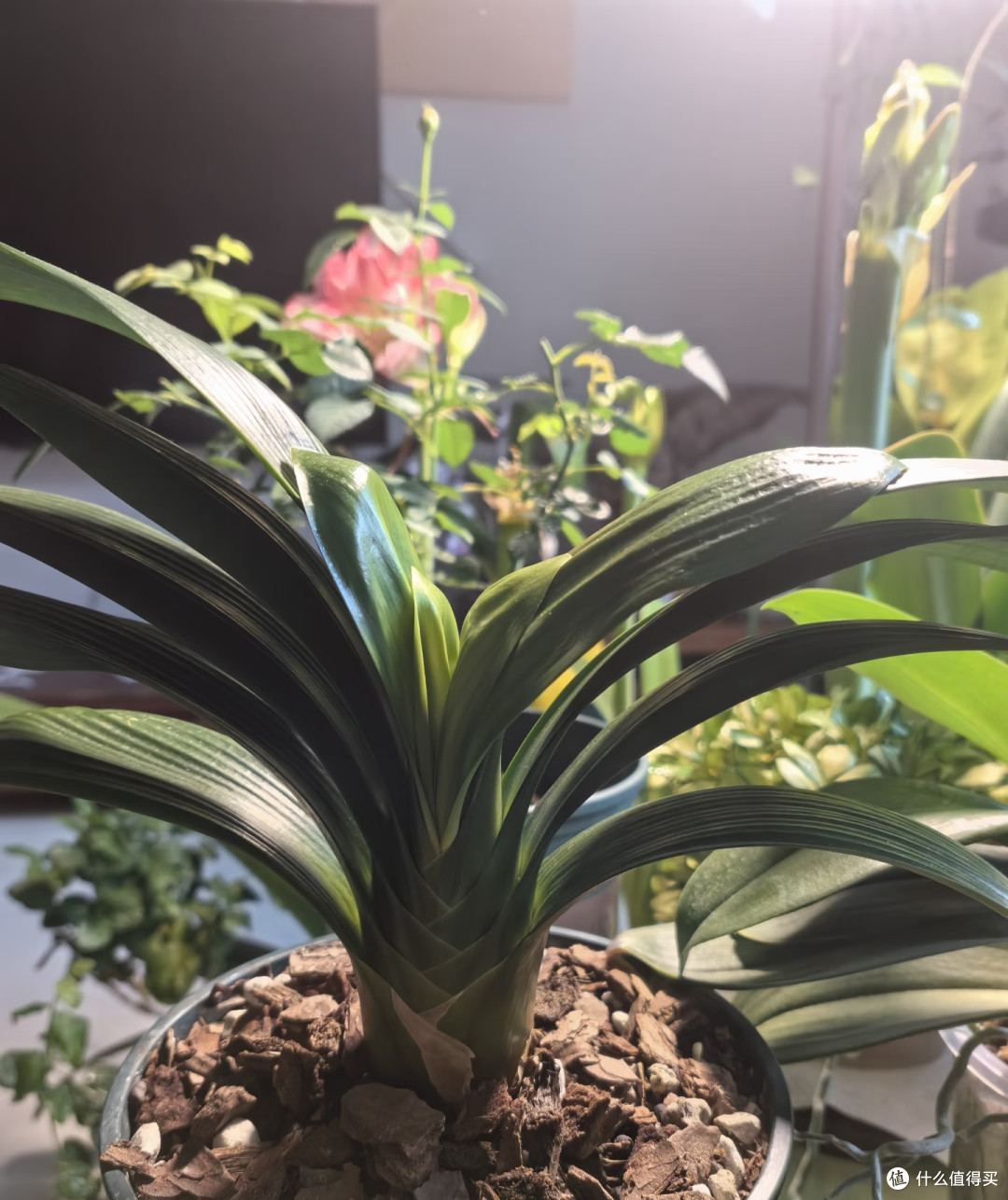 别对君子兰太好了!10月下旬后这样 "虐虐",才能开成花球