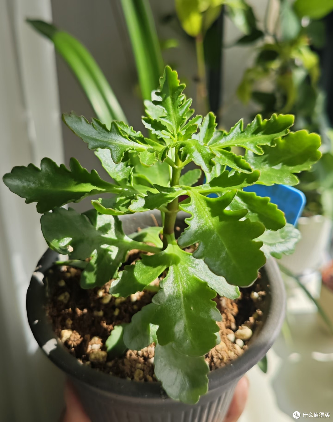 长寿花最爱的肥是“它”,在家就能做,不出2个月花苞一茬接一茬