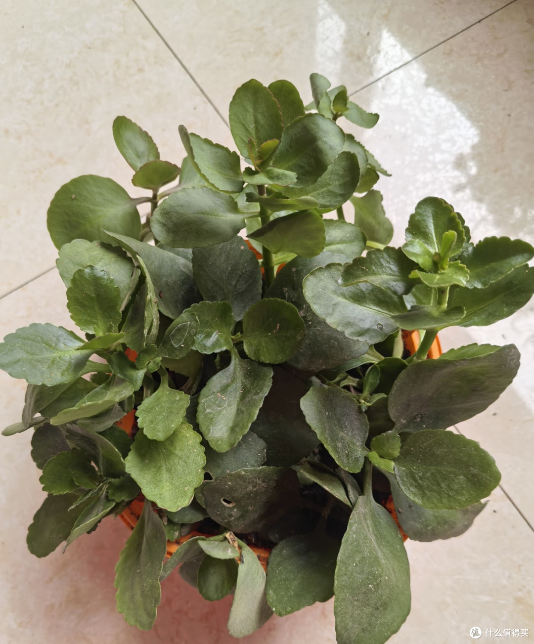长寿花最爱的肥是“它”,在家就能做,不出2个月花苞一茬接一茬
