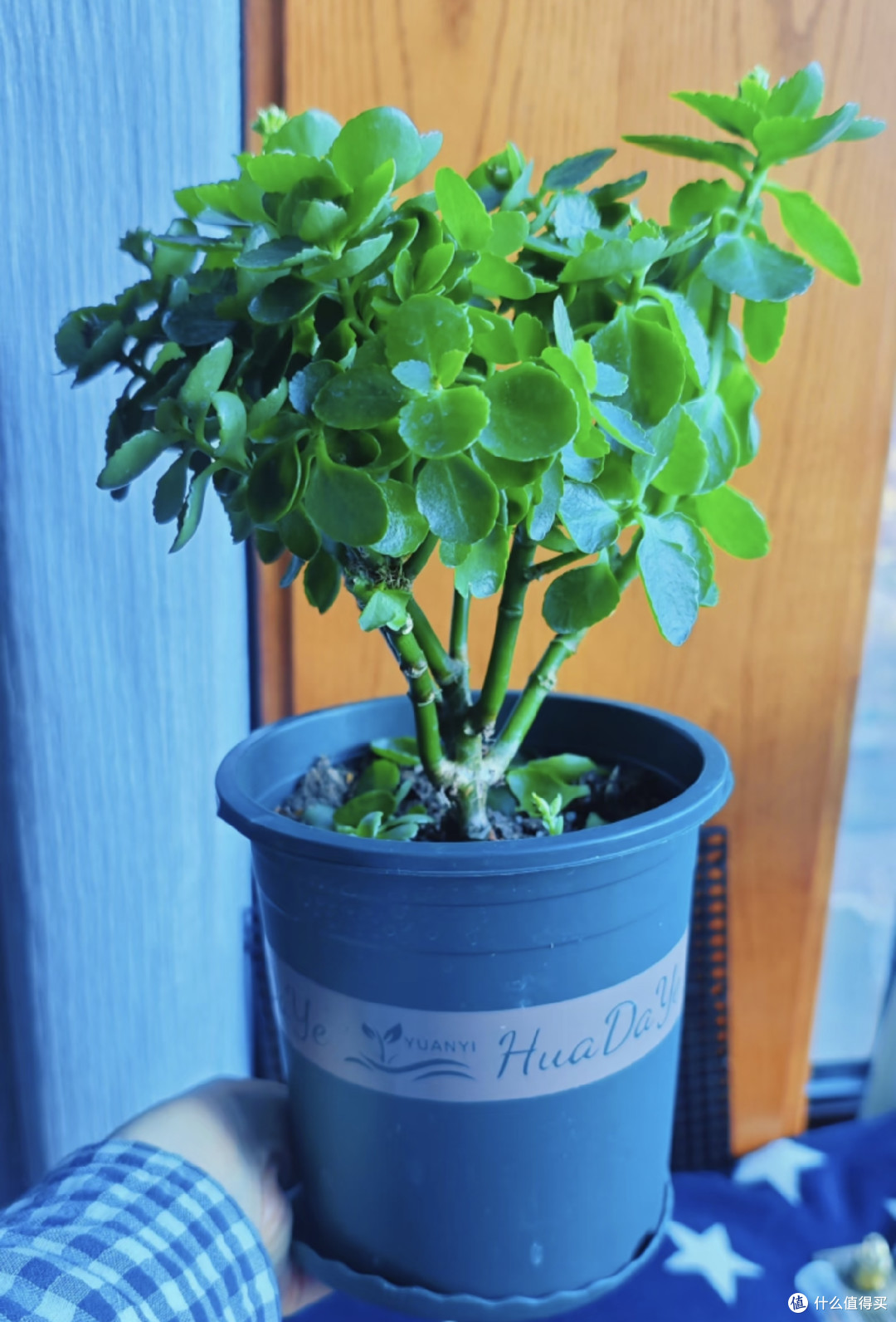 长寿花最爱的肥是“它”,在家就能做,不出2个月花苞一茬接一茬