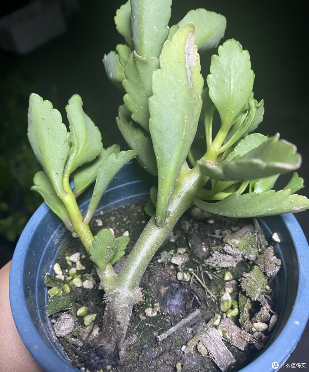 长寿花最爱的肥是“它”,在家就能做,不出2个月花苞一茬接一茬