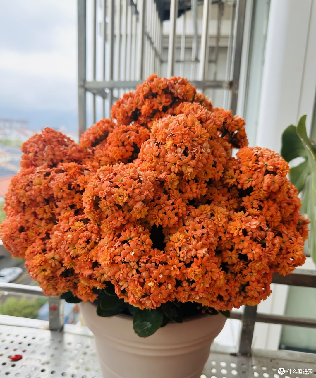 长寿花最爱的肥是“它”,在家就能做,不出2个月花苞一茬接一茬