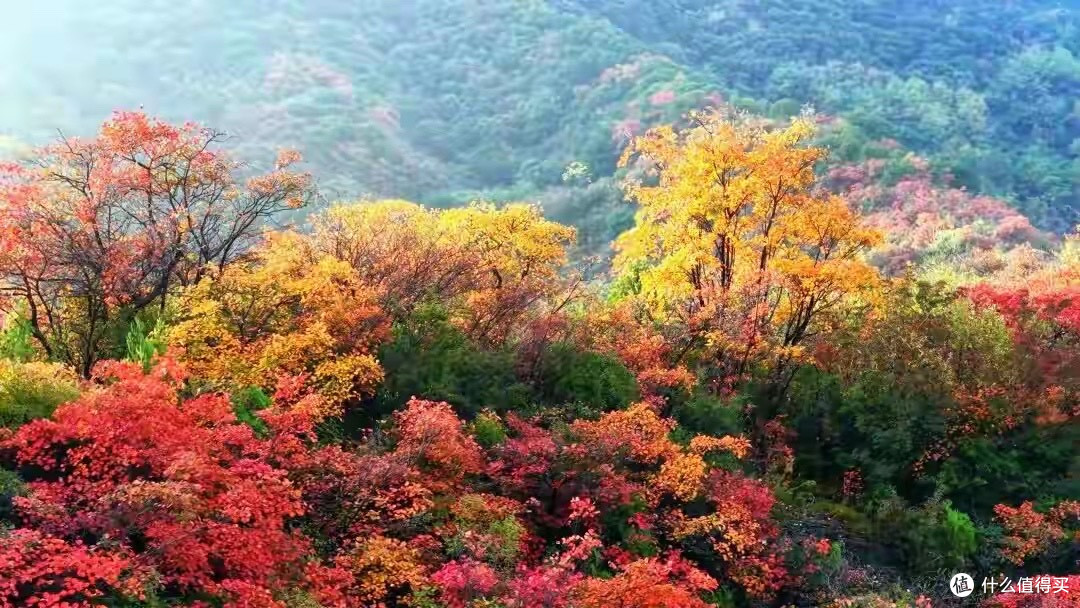 蛋白粉怎么选:先看属性、来源和场景