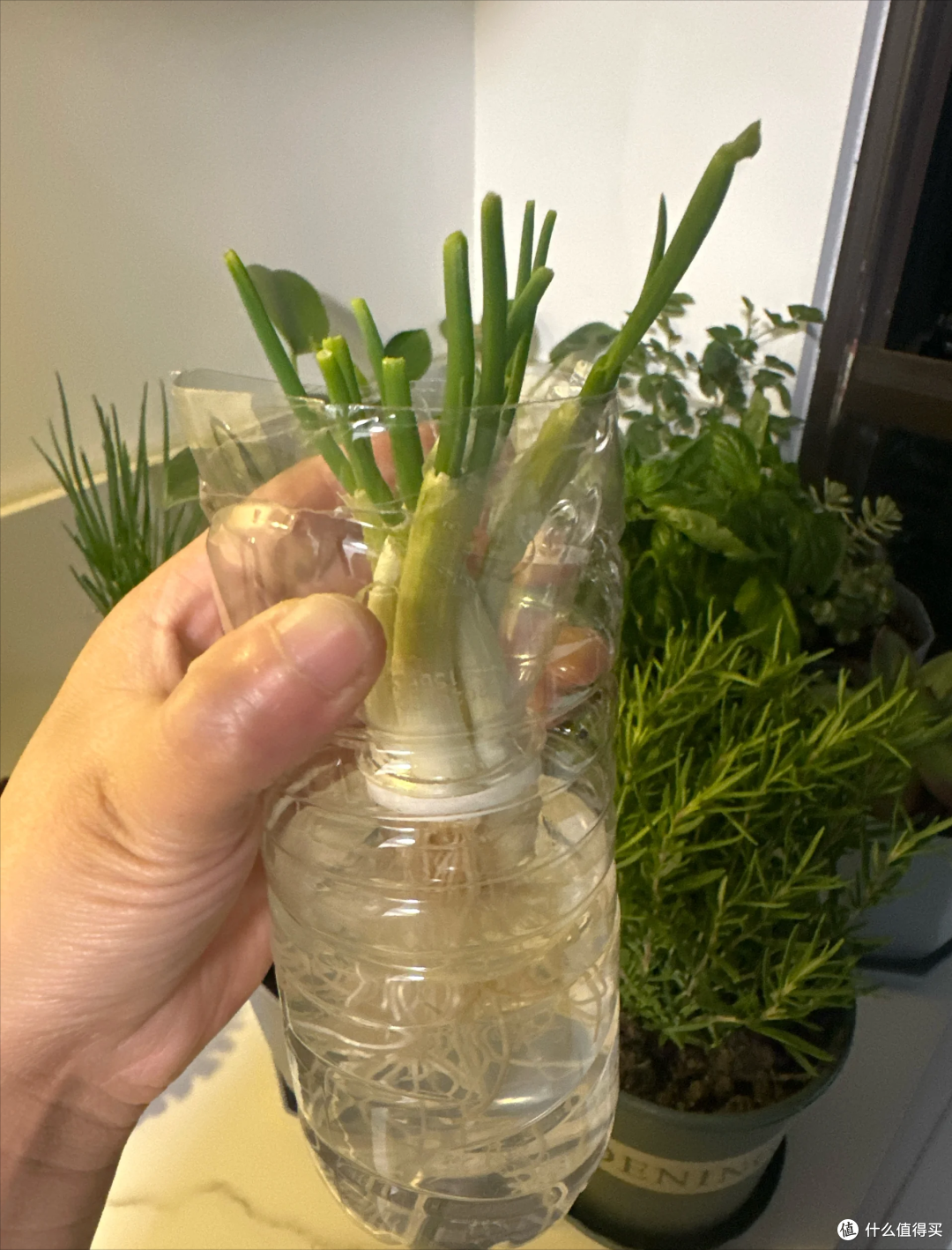 喝完的饮料瓶别着急扔,学年轻网友动手改造一下,好看实用又省钱