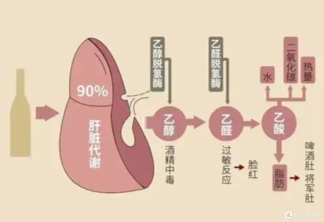 喝酒脸红是酒量好、代谢快?错!这是基因在喊救命,患癌风险飙升