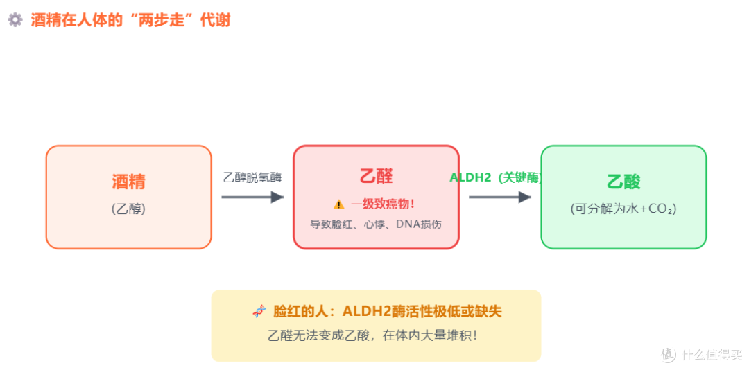 喝酒脸红是酒量好、代谢快?错!这是基因在喊救命,患癌风险飙升