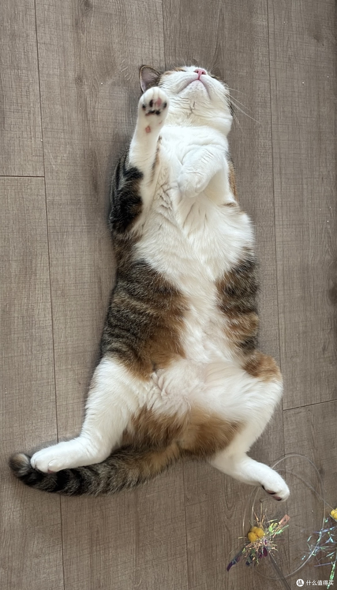 双十一猫粮只挑牌子货,便宜的不敢买