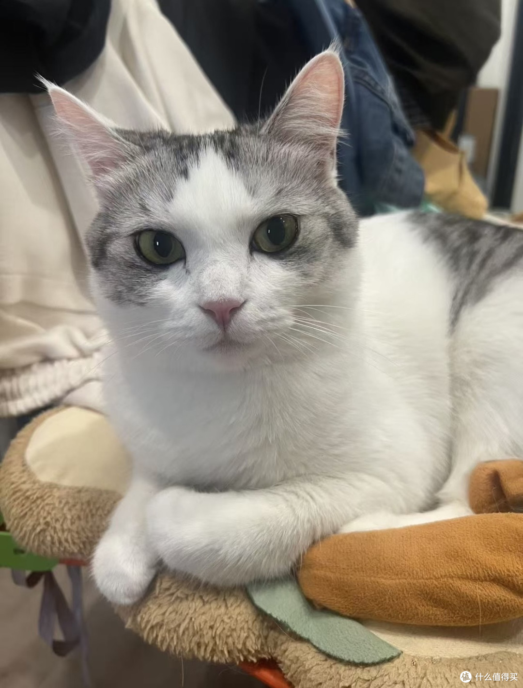 双十一猫粮只挑牌子货，便宜的不敢买