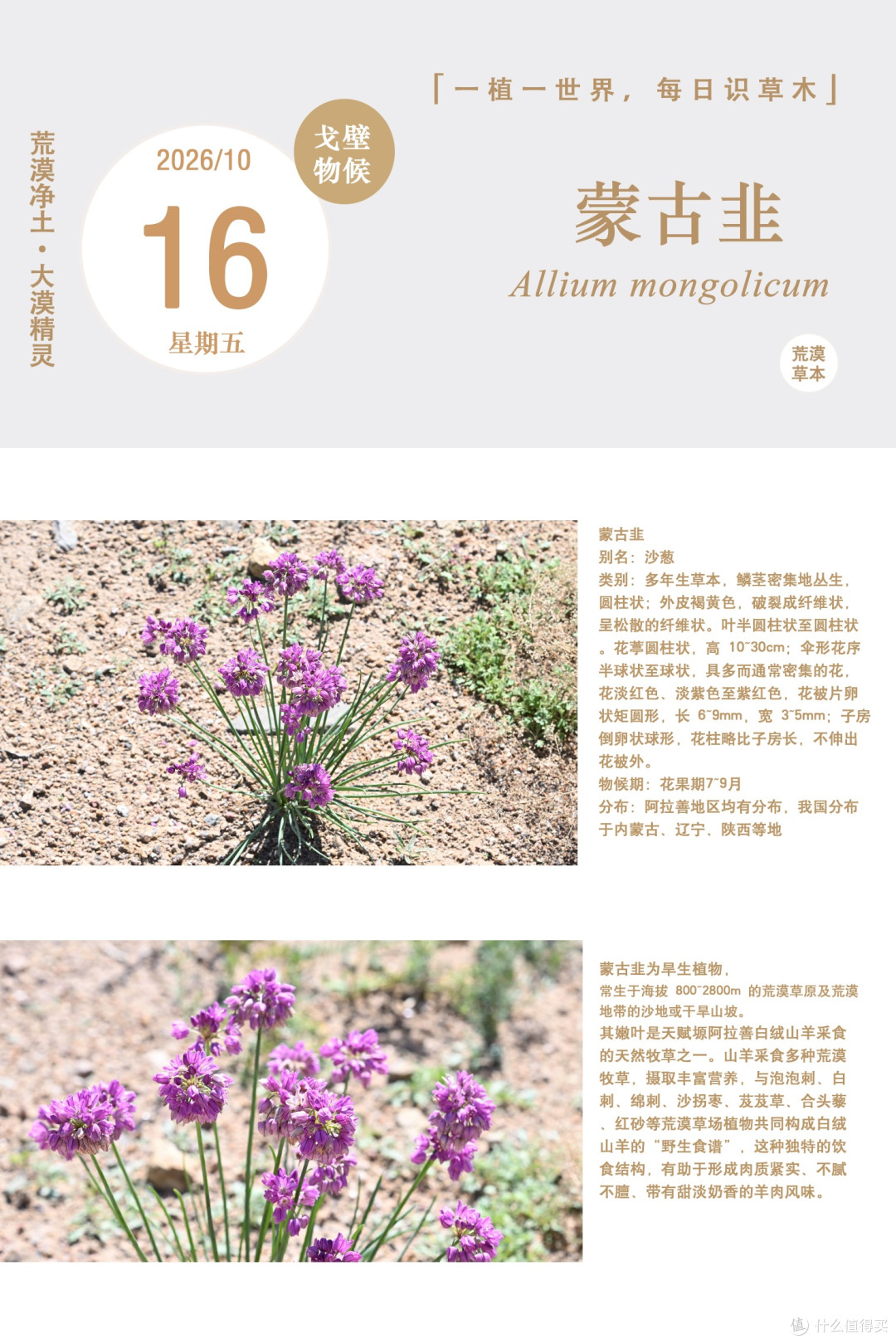 一植一世界｜旱生植物：蒙古韭（沙葱）