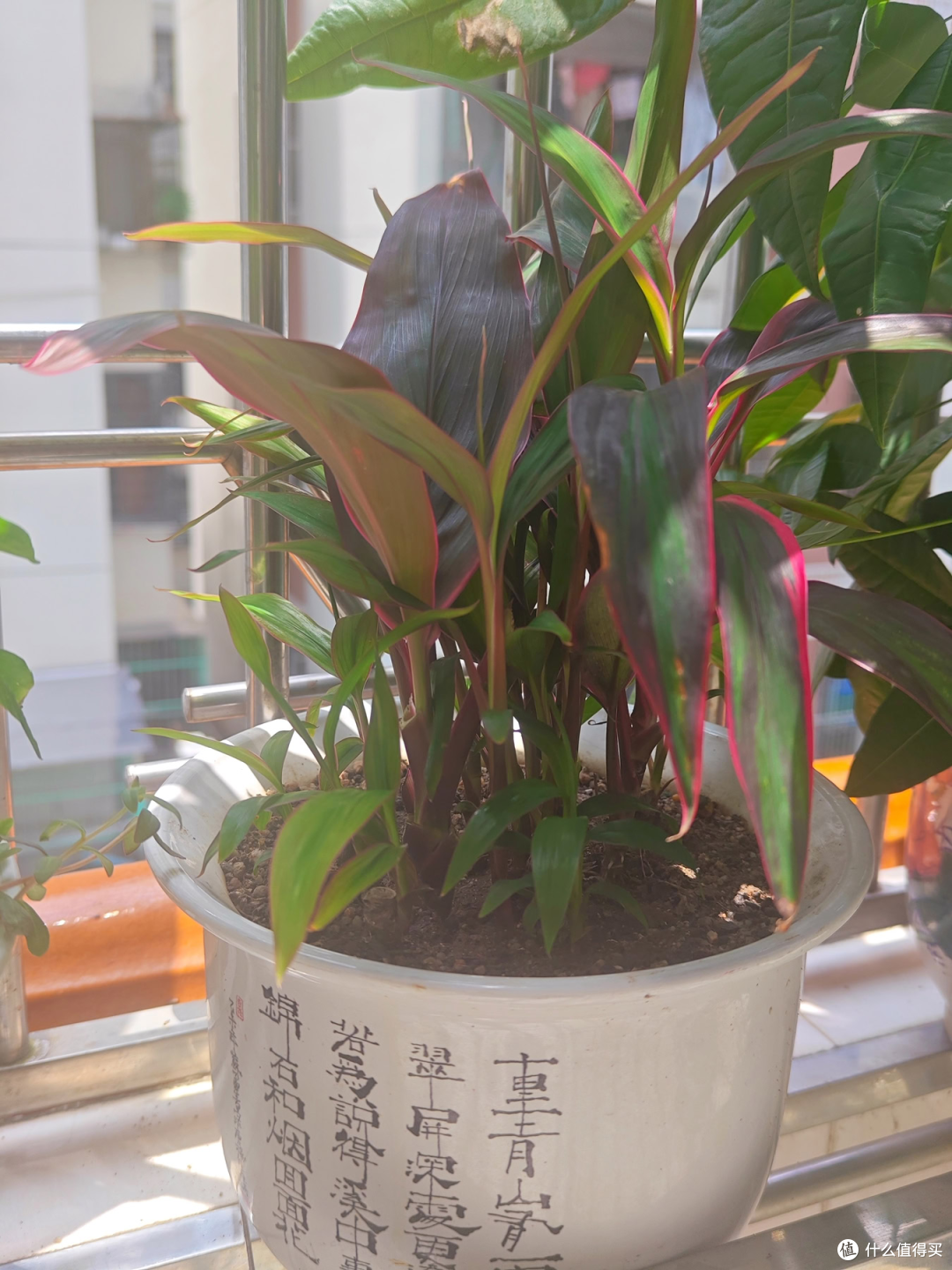盆栽拯救计划-红叶朱蕉-水培土培扦插对比