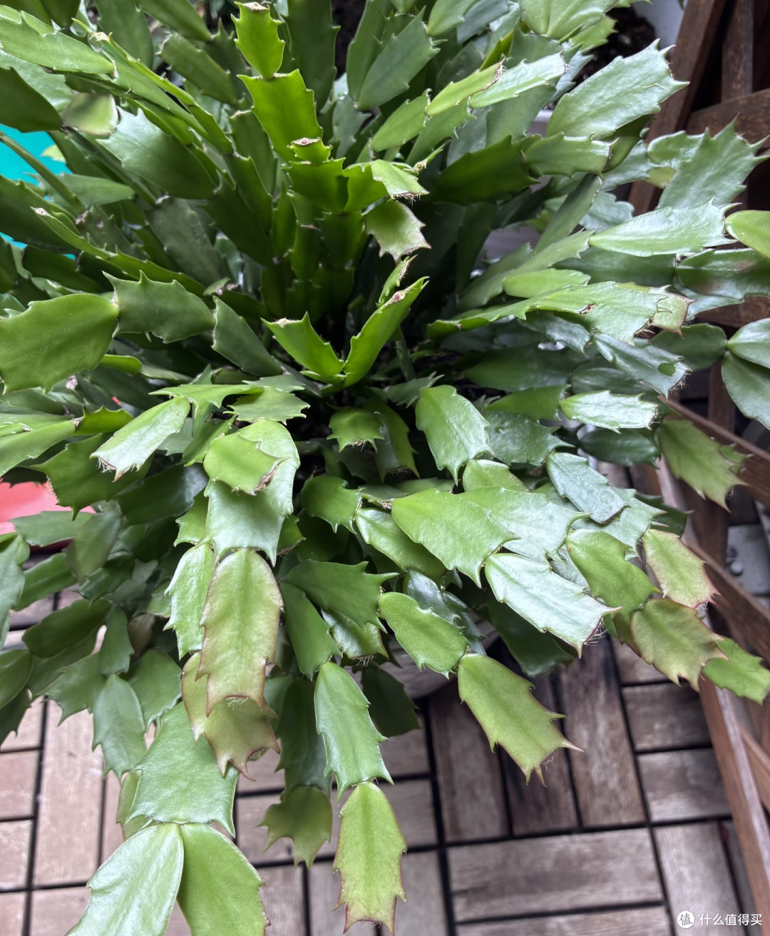 蟹爪兰最爱的3种天然肥，1个月用1次，花苞又大又密，见花不见叶